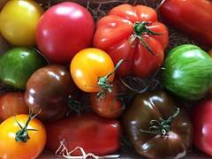 Tomates Autrefois Bordeaux